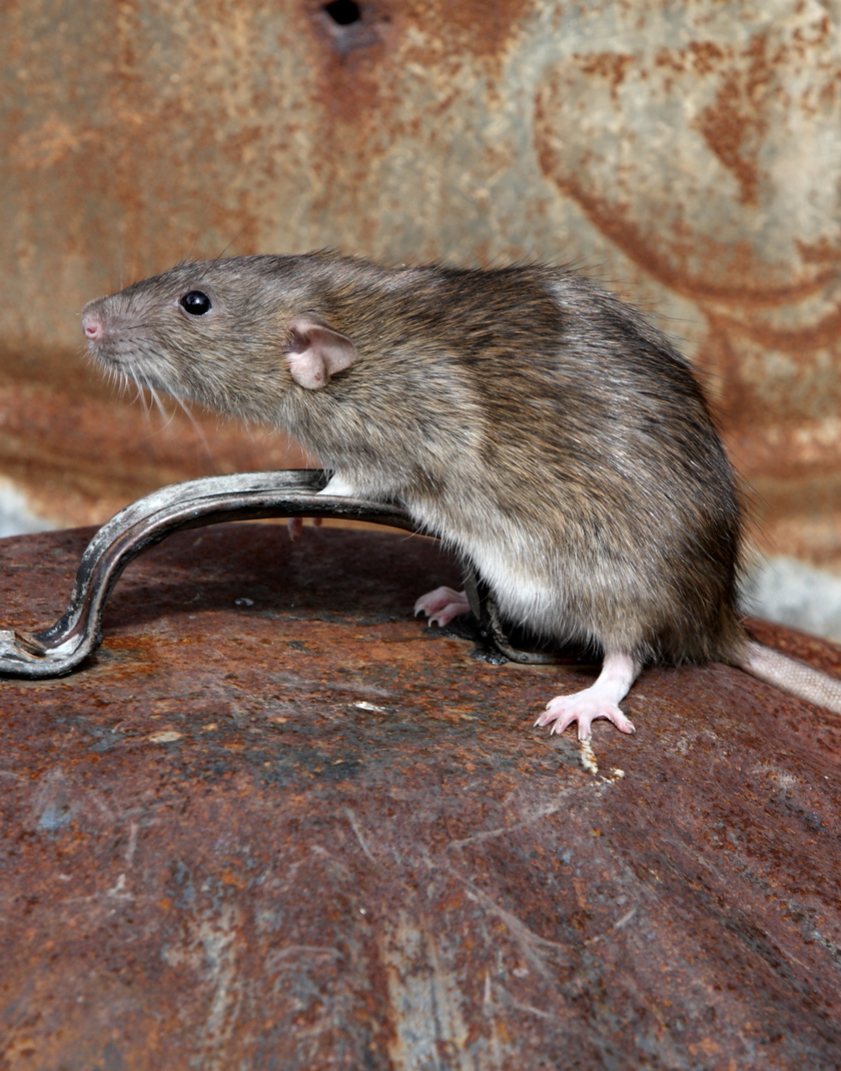 rat on a dust bin lid