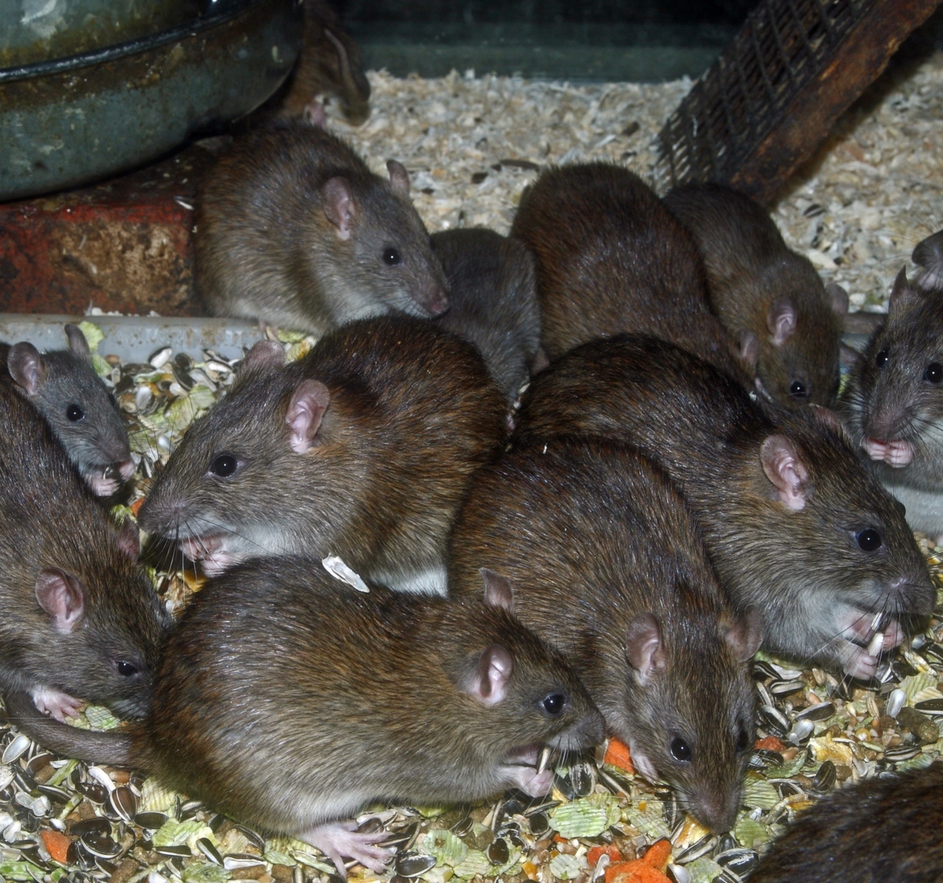 Lots of rats