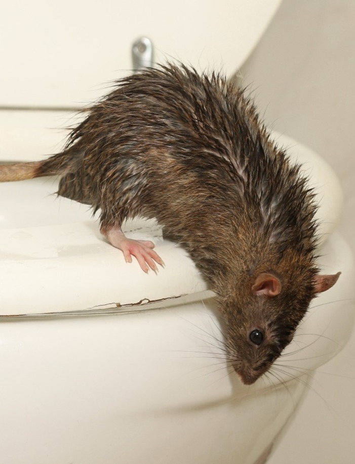 Rat climbing out of the toilet