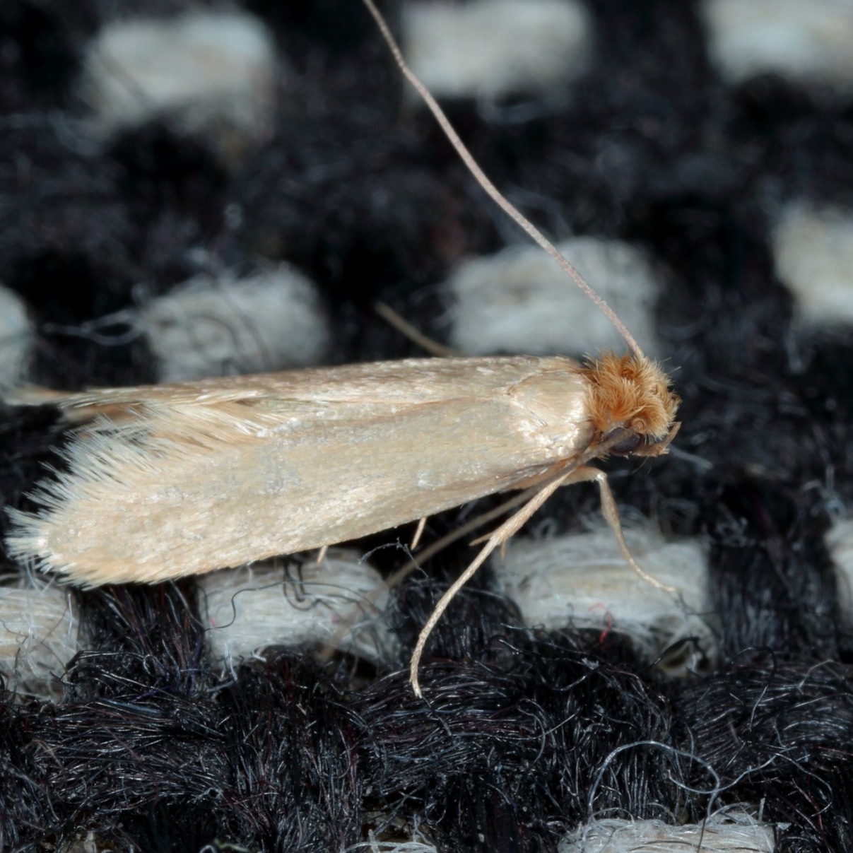 Adult clothes moth
